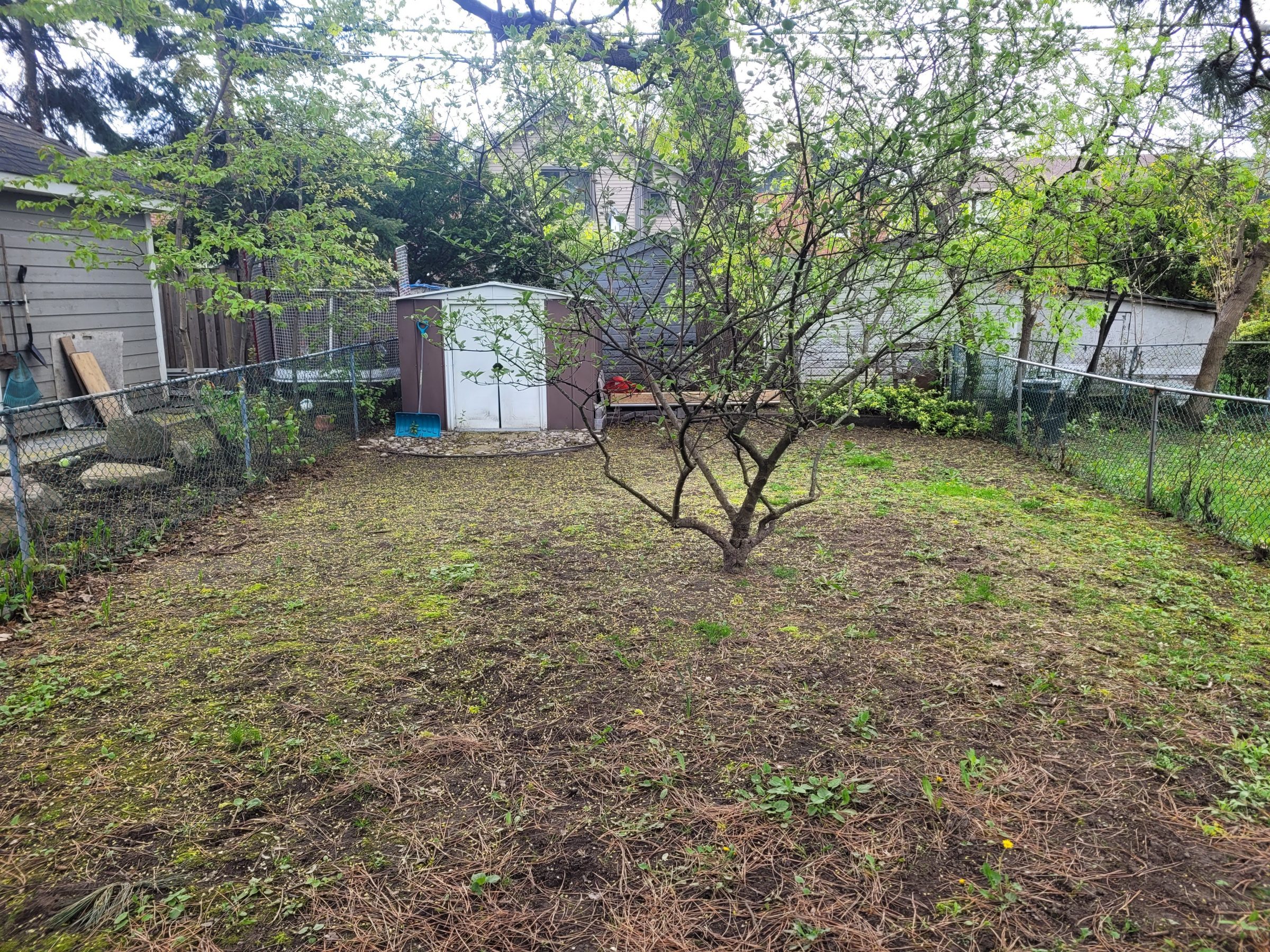 Backyard with tree, garden shed, and fence.