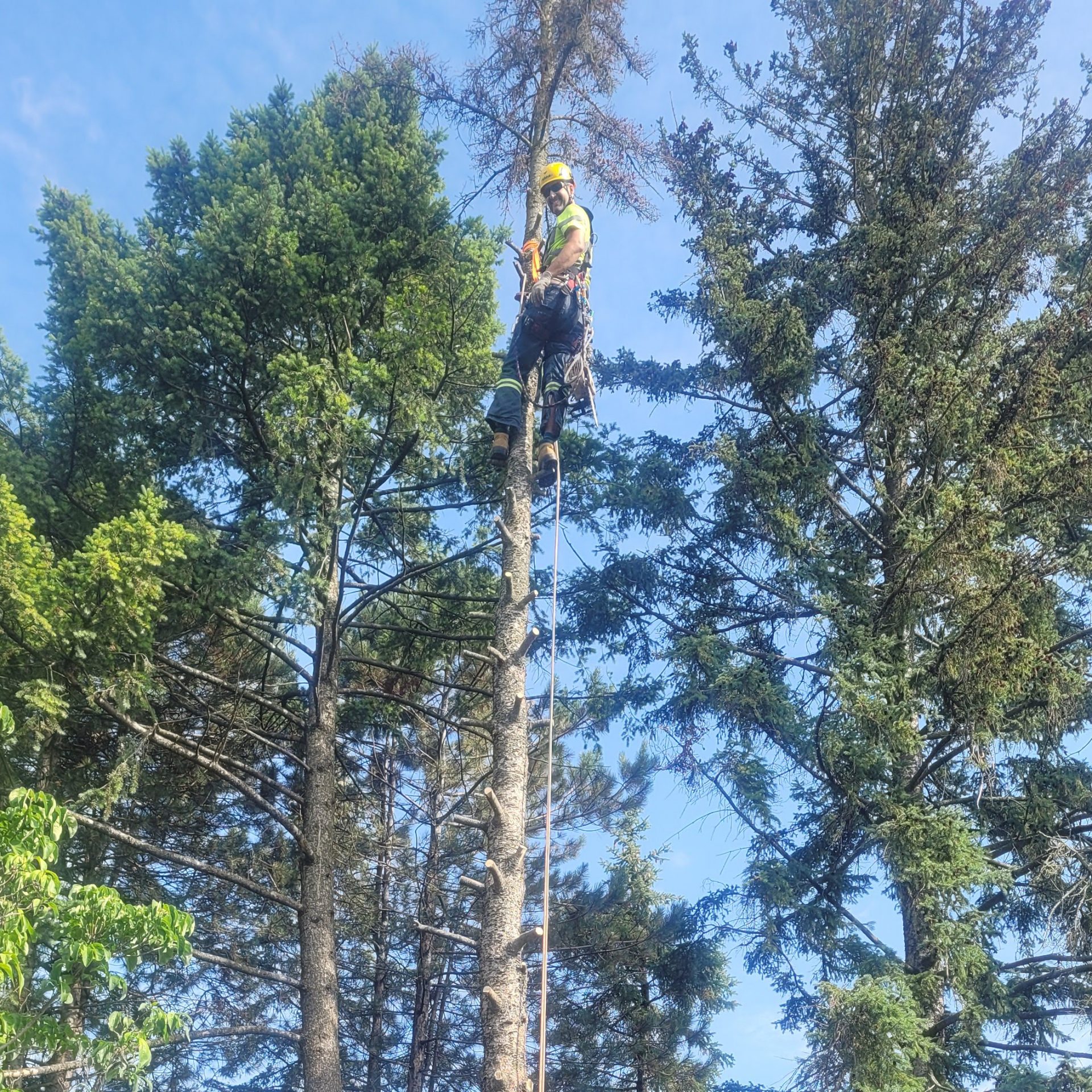 Worker climbing tall tree with safety gear