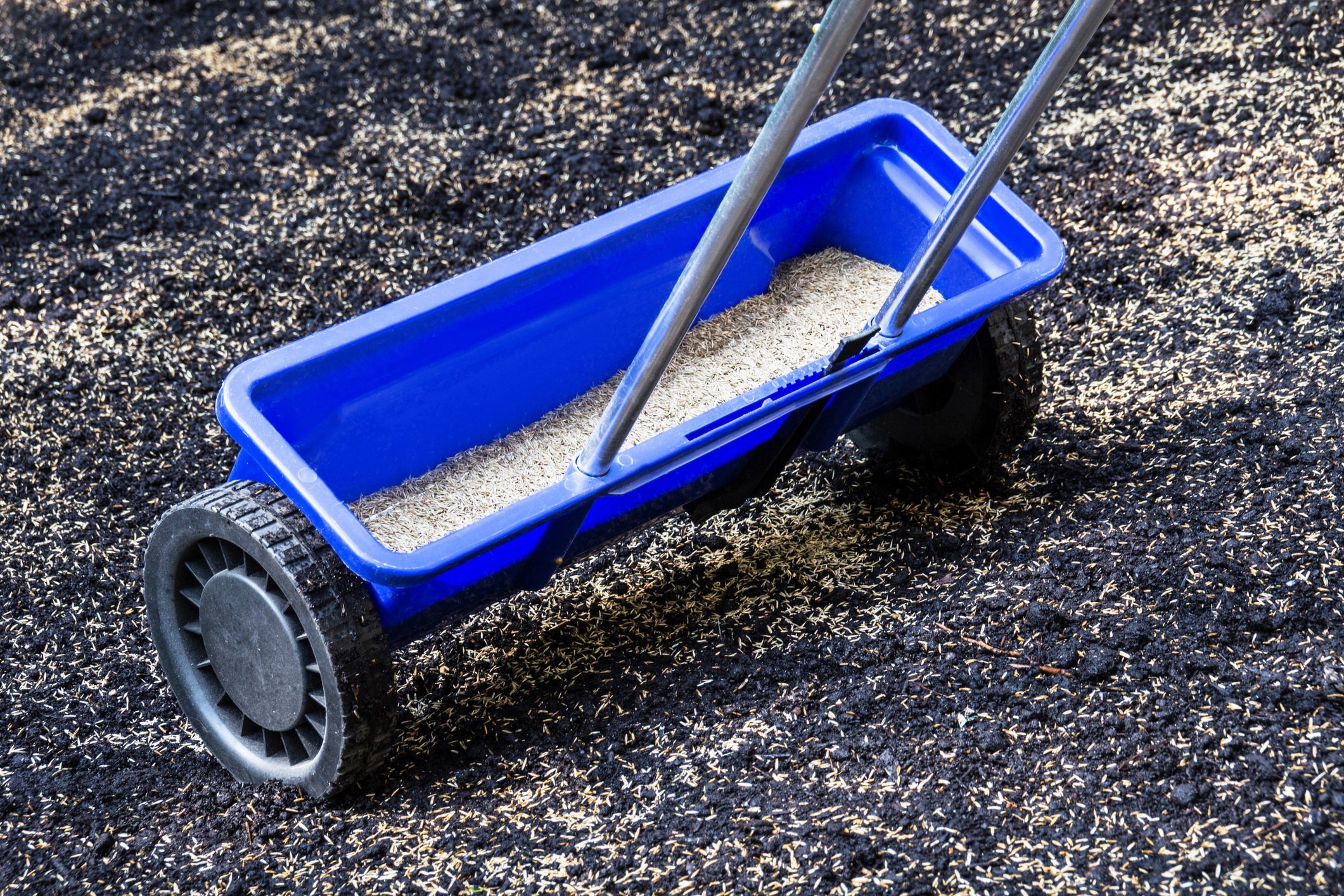 Blue seed spreader on soil