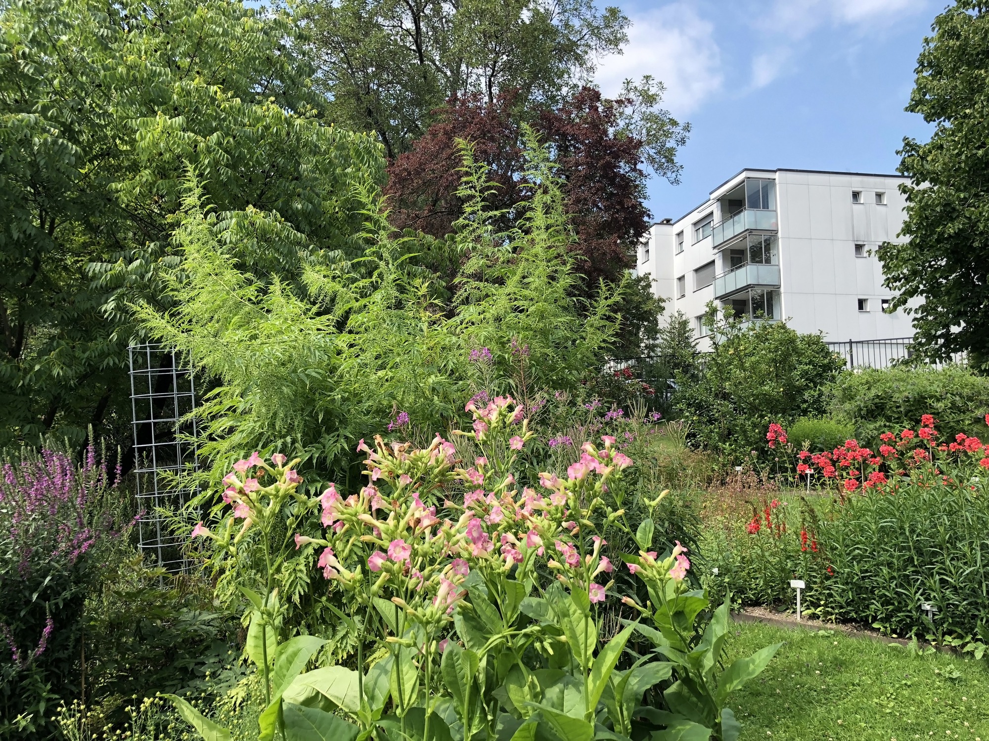 Lush garden with colorful flowers near building.