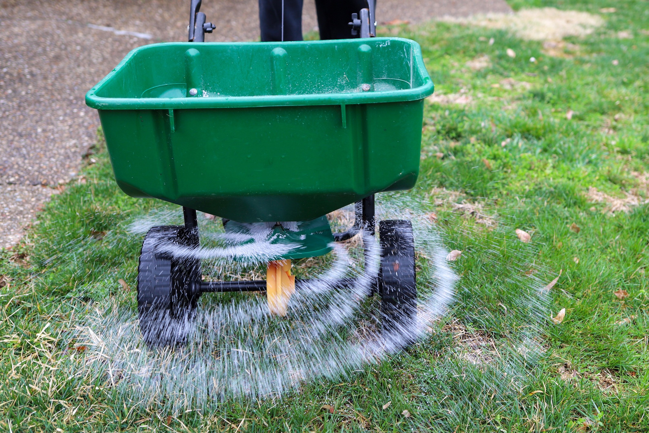 Fertilizer spreader on grass, distributing evenly