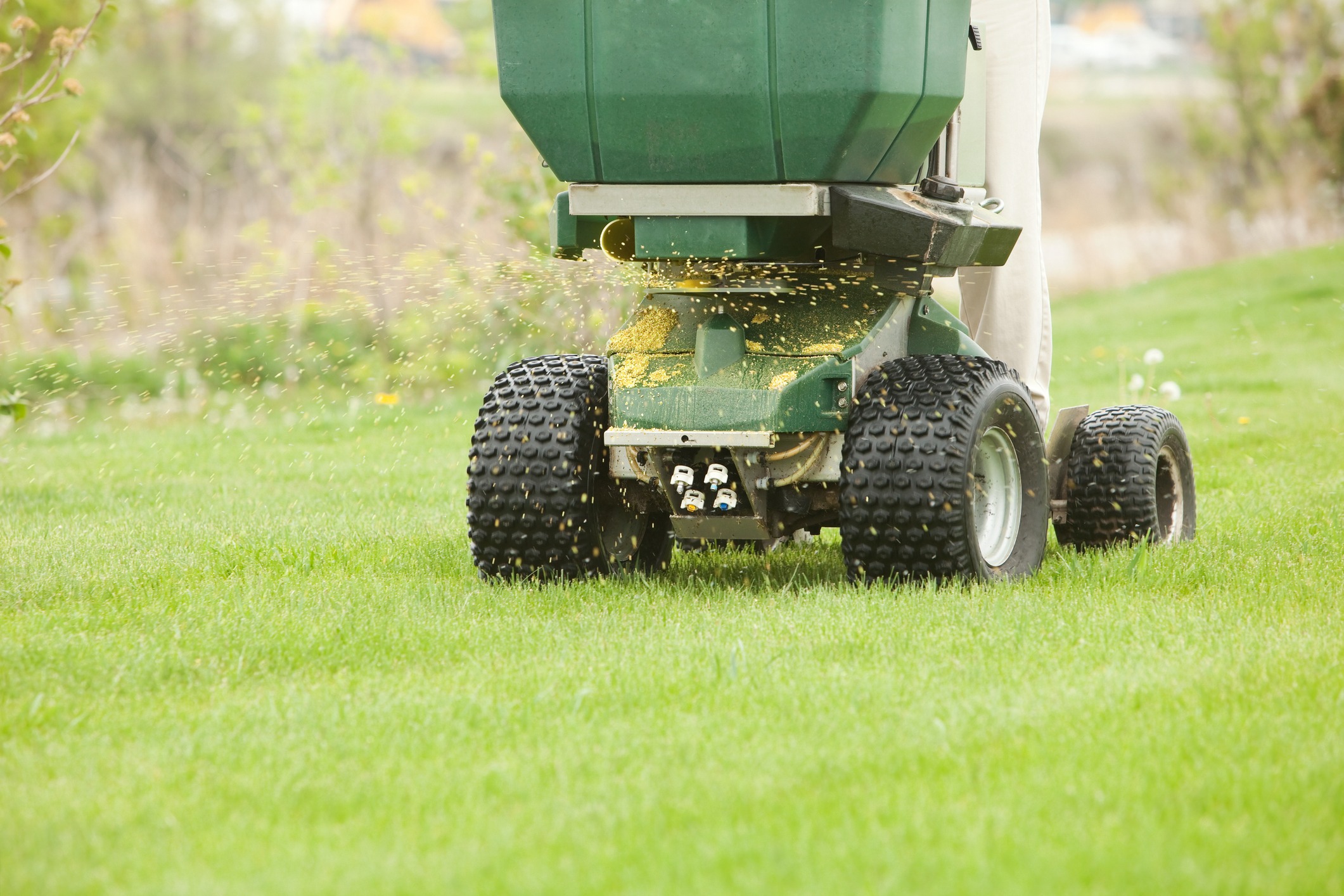 Lawn fertilizer spreader scattering seeds on grass