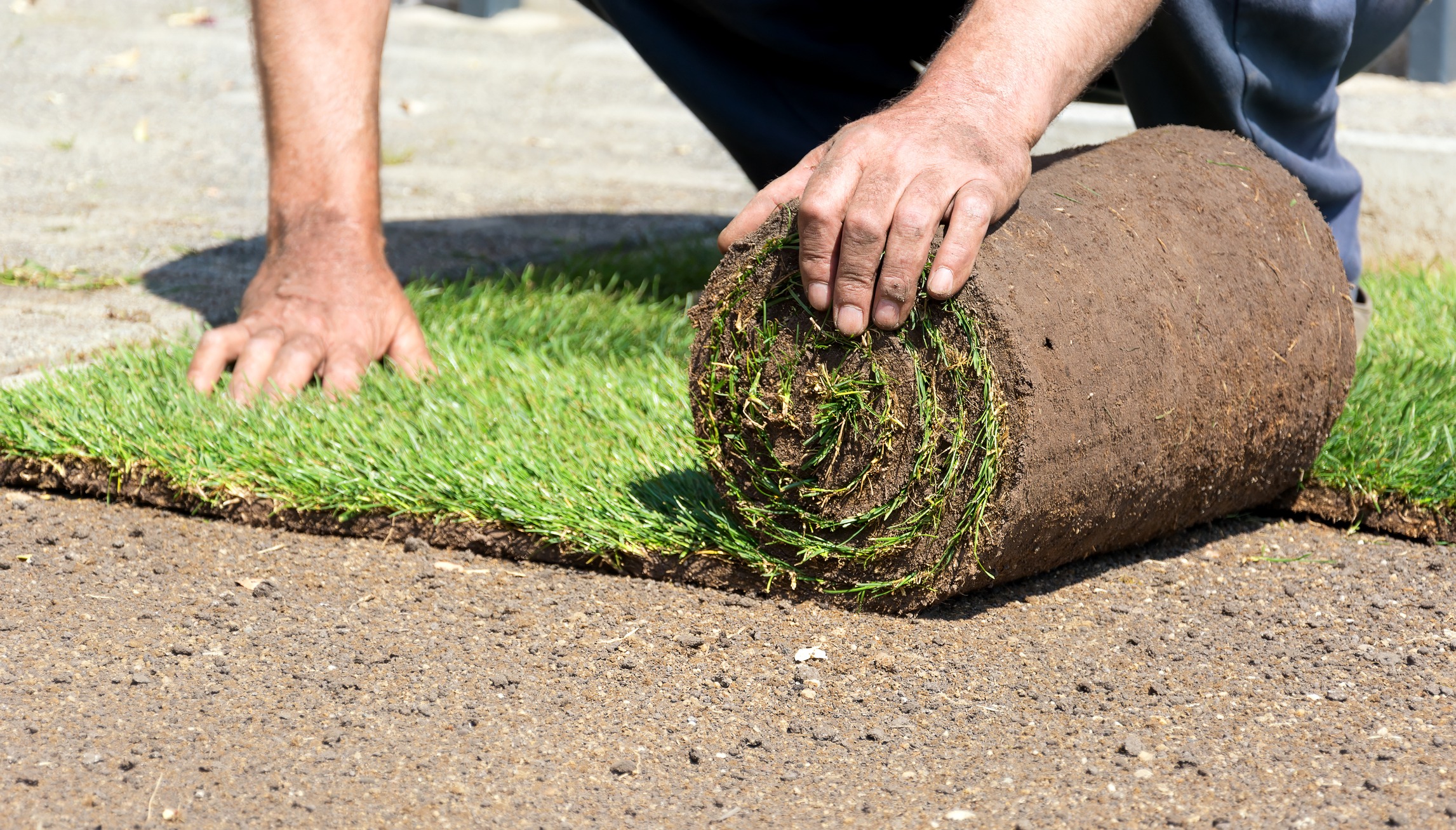 Worker laying rolled grass on soil.